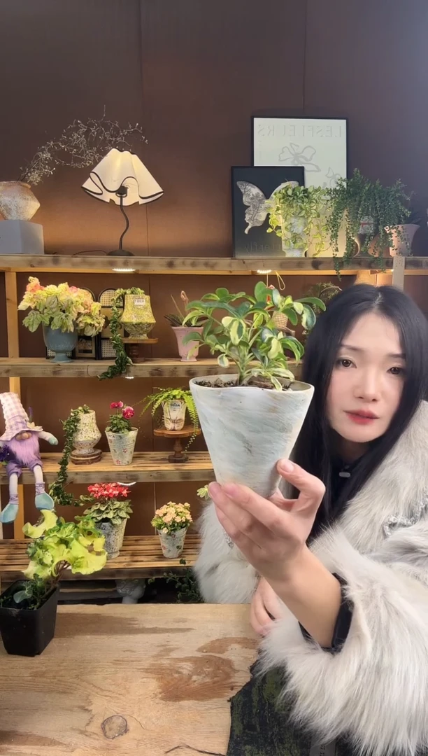 以实际为准小叶花鸭加盆一套126