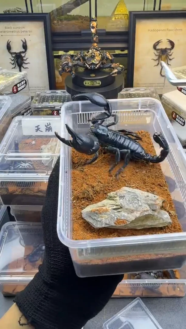 雨林蝎重炮手巨人夫妇