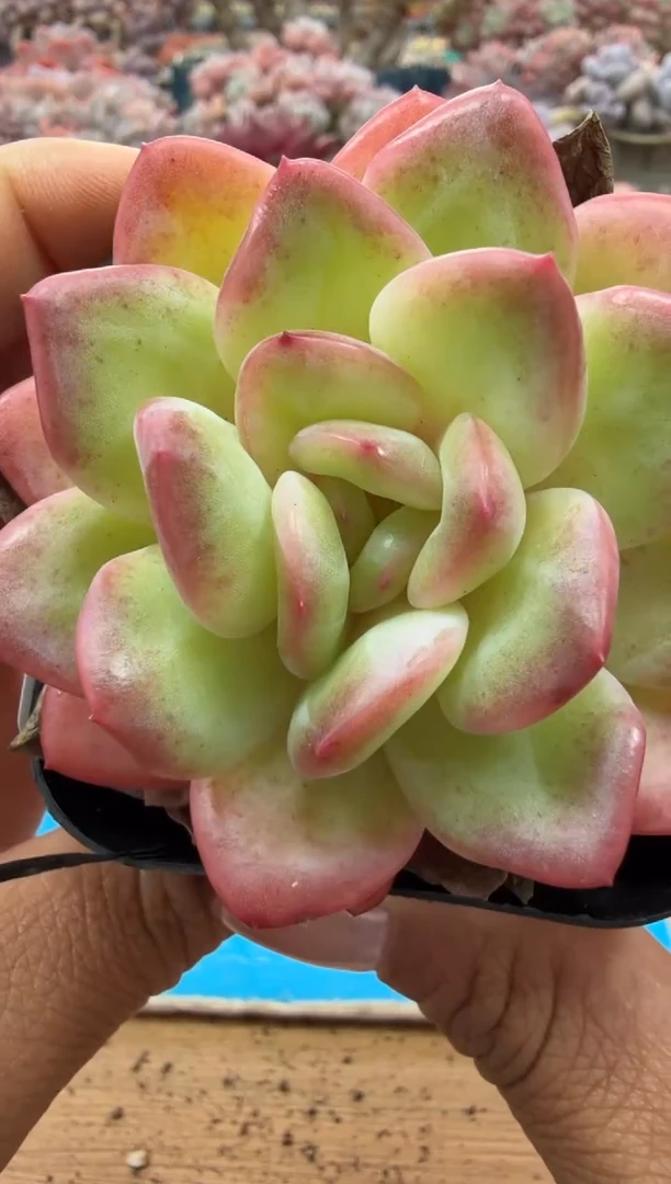 东云多肉园二店-213