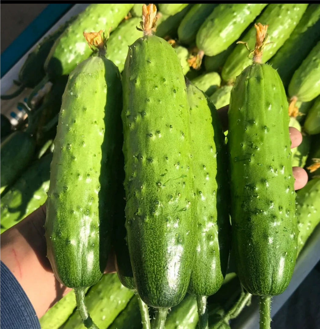 （海南、云南可拍）东北吉林四平优选农产品新鲜营养食用旱黄瓜