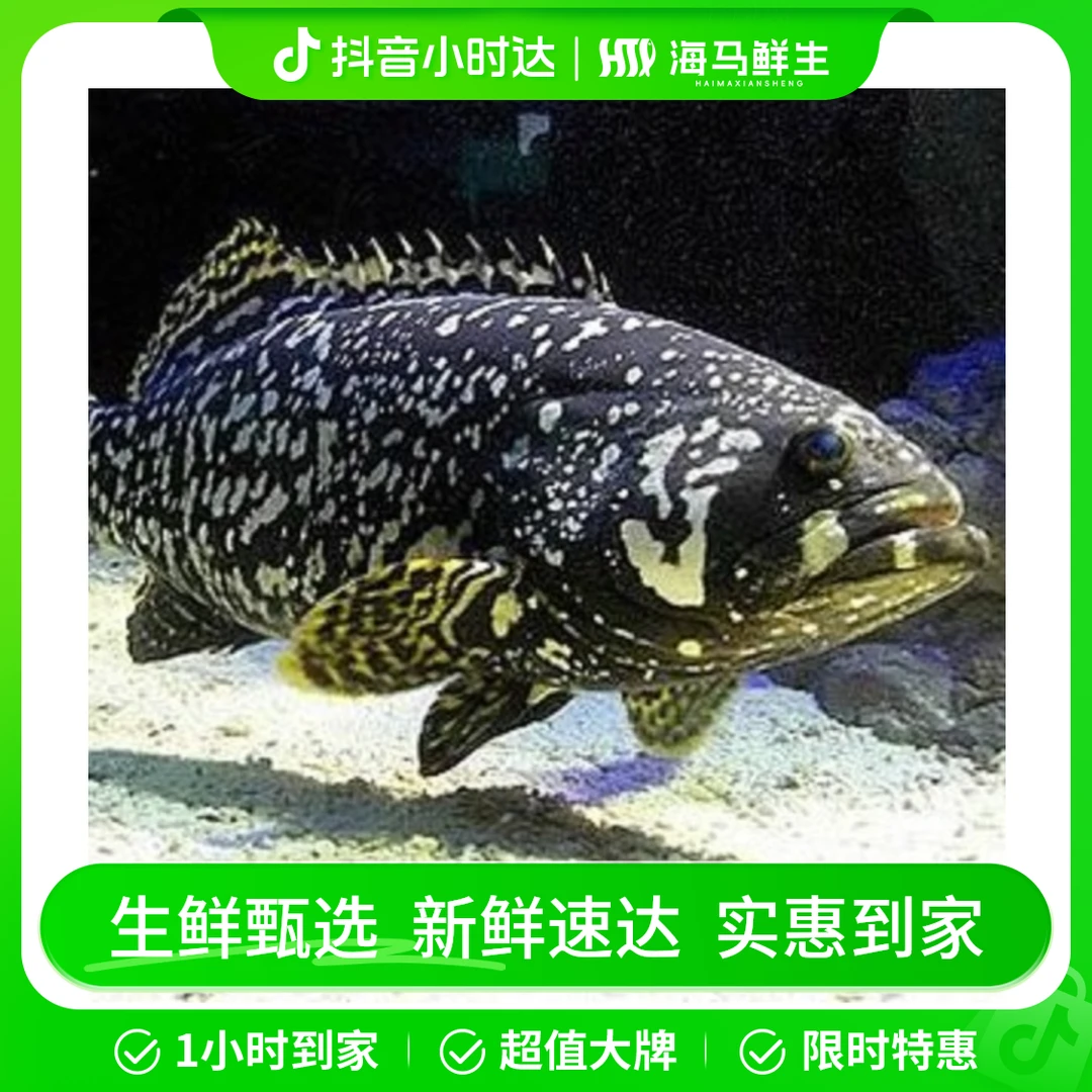 老虎斑1条（1.5斤左右）【打氧活发】