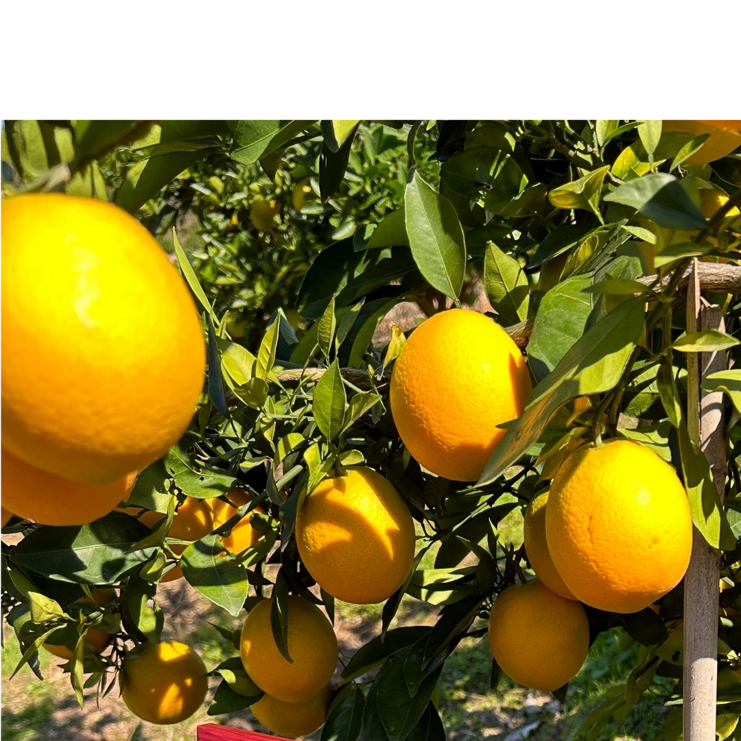X【展会专享】橙妈推荐赣南脐橙子