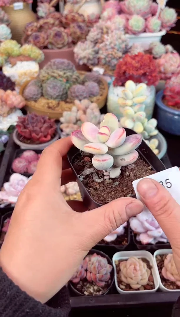 【闪购商品】7435单头福娘锦多肉