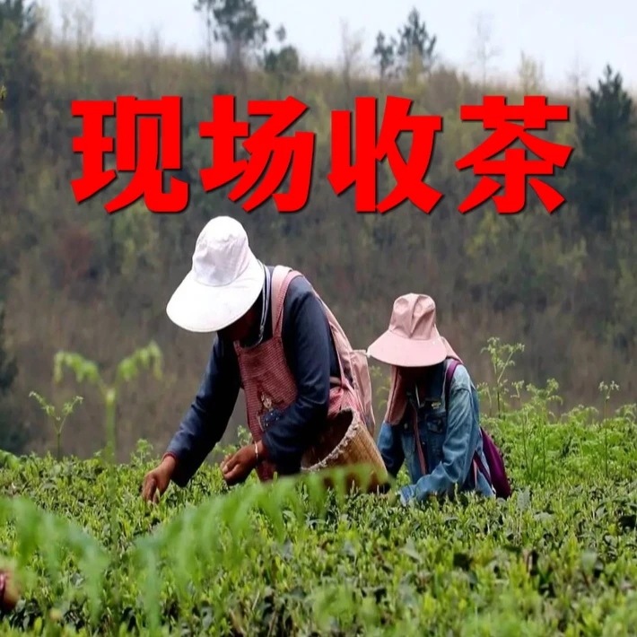 [娟姐现场收茶]古丈毛尖 （清明五号4月5日采摘一芽一芽）