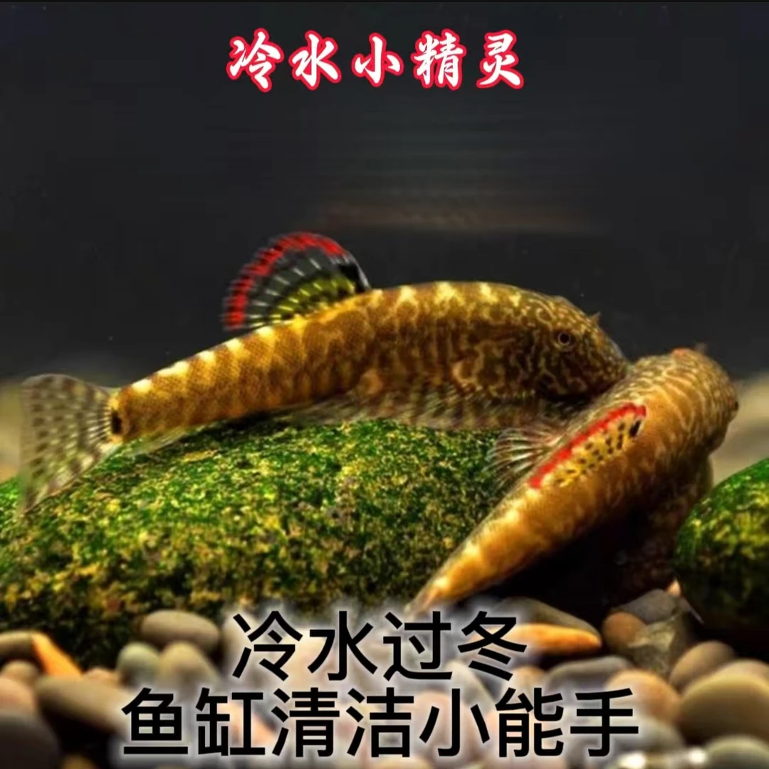 冷水清道夫麦氏吸鳅爬岩鳅鱼淡水观赏鱼琵琶鱼溪流原生鱼除藻工具