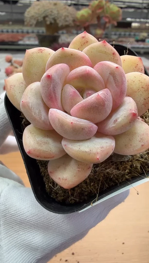 东云多肉园二店-24