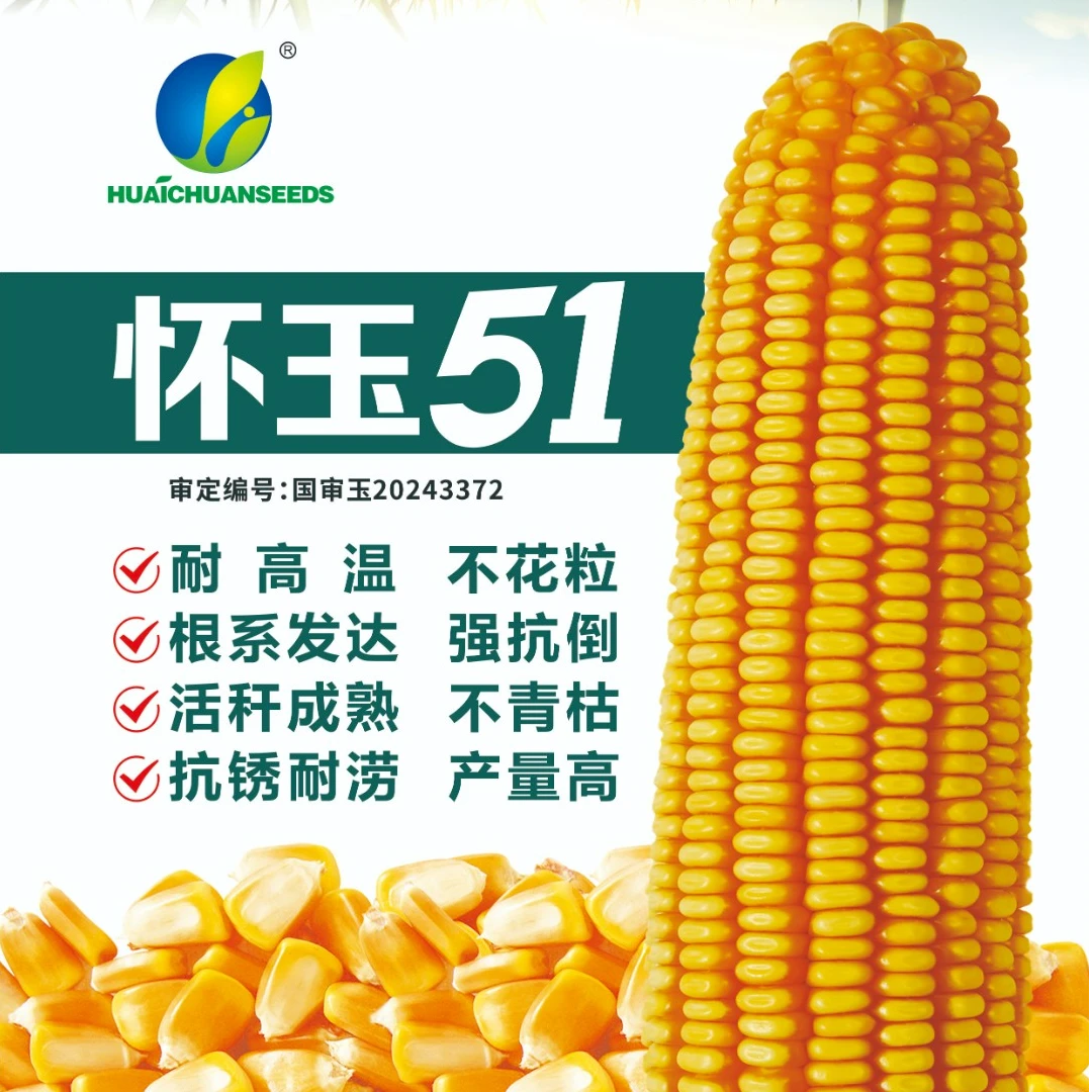 国审【怀玉51】抗玉米五大病害，高产、抗倒、耐高温、稳产高产