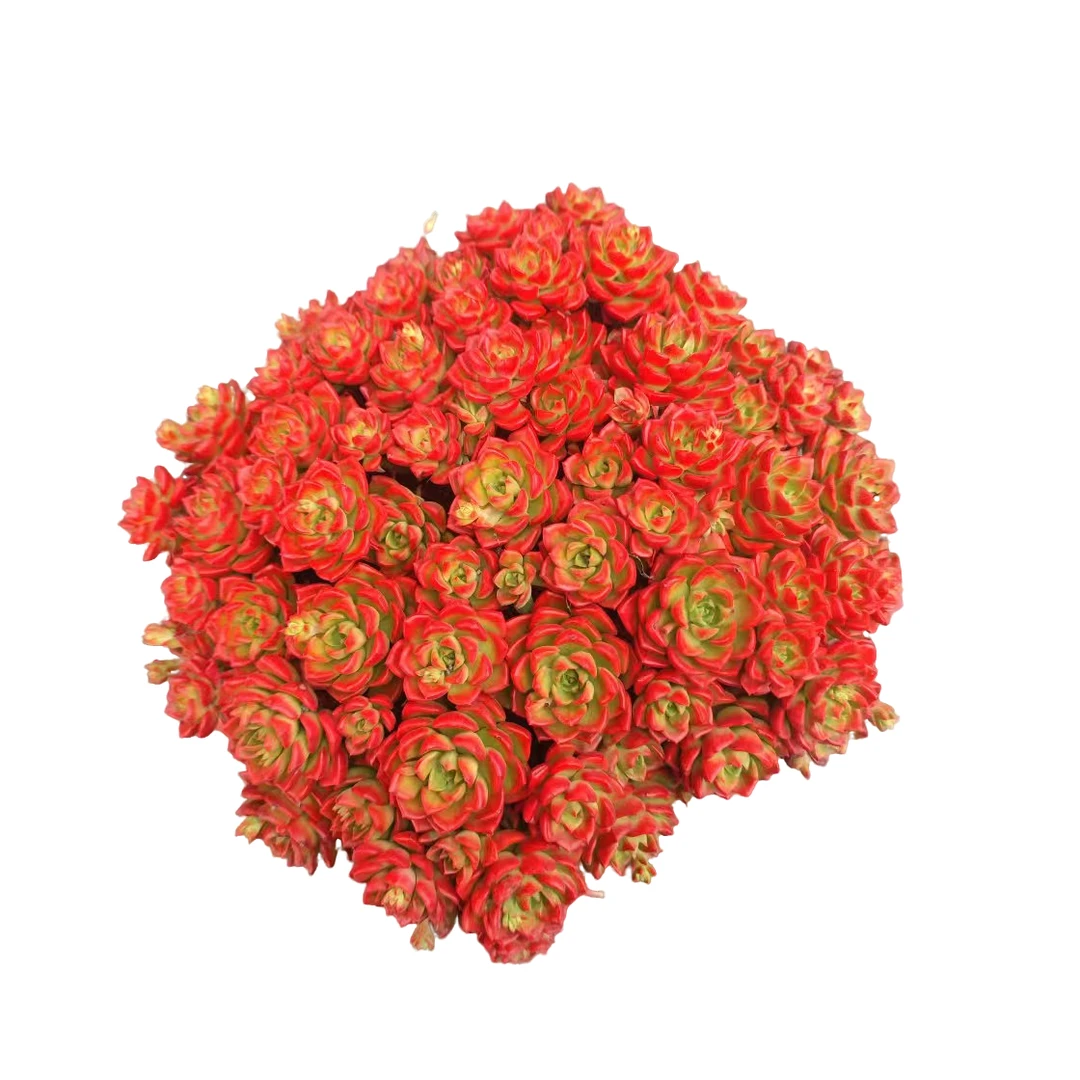 精品地栽多肉  大号火焰蒂亚