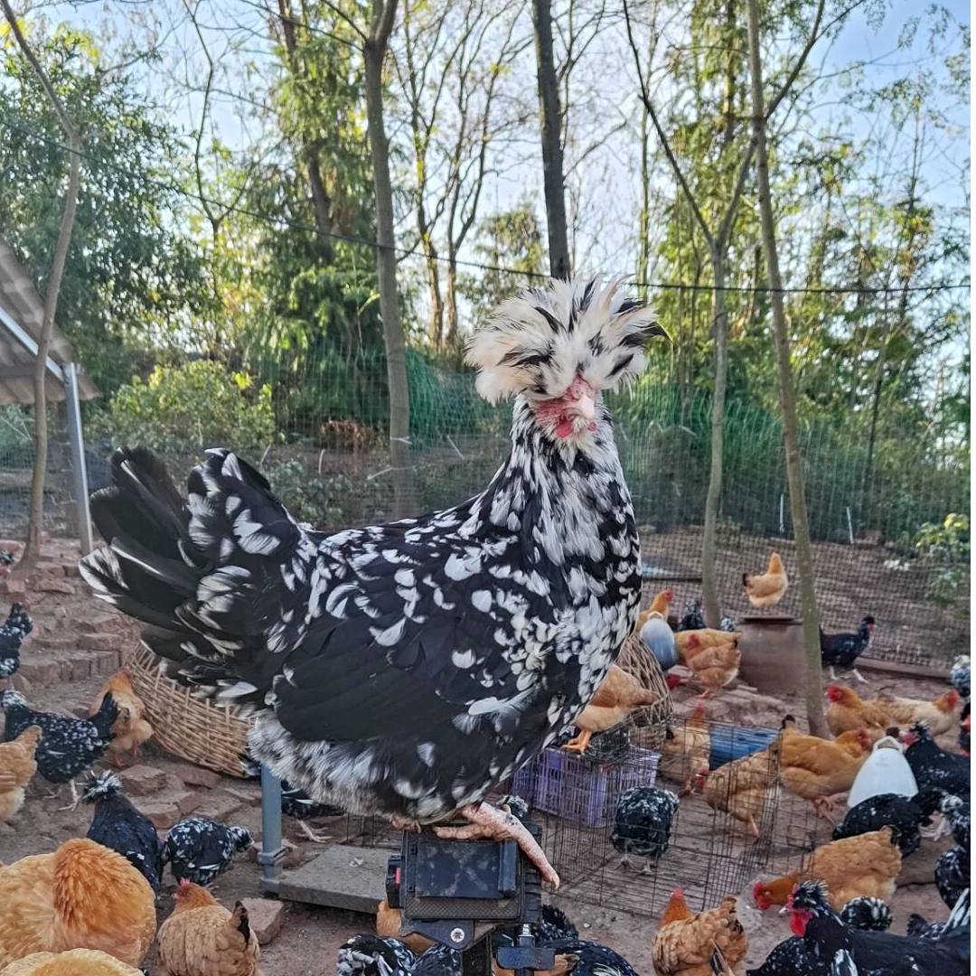 贵妃鸡宠物鸡黑白花小帽子鸡快下蛋