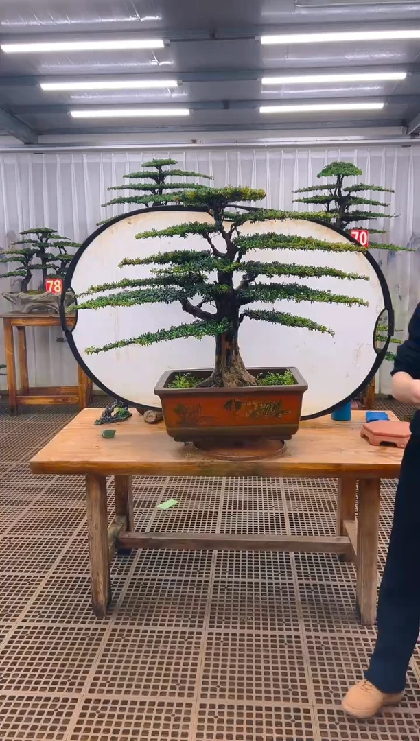 无花朵1****n精品盆景直播间一物一拍