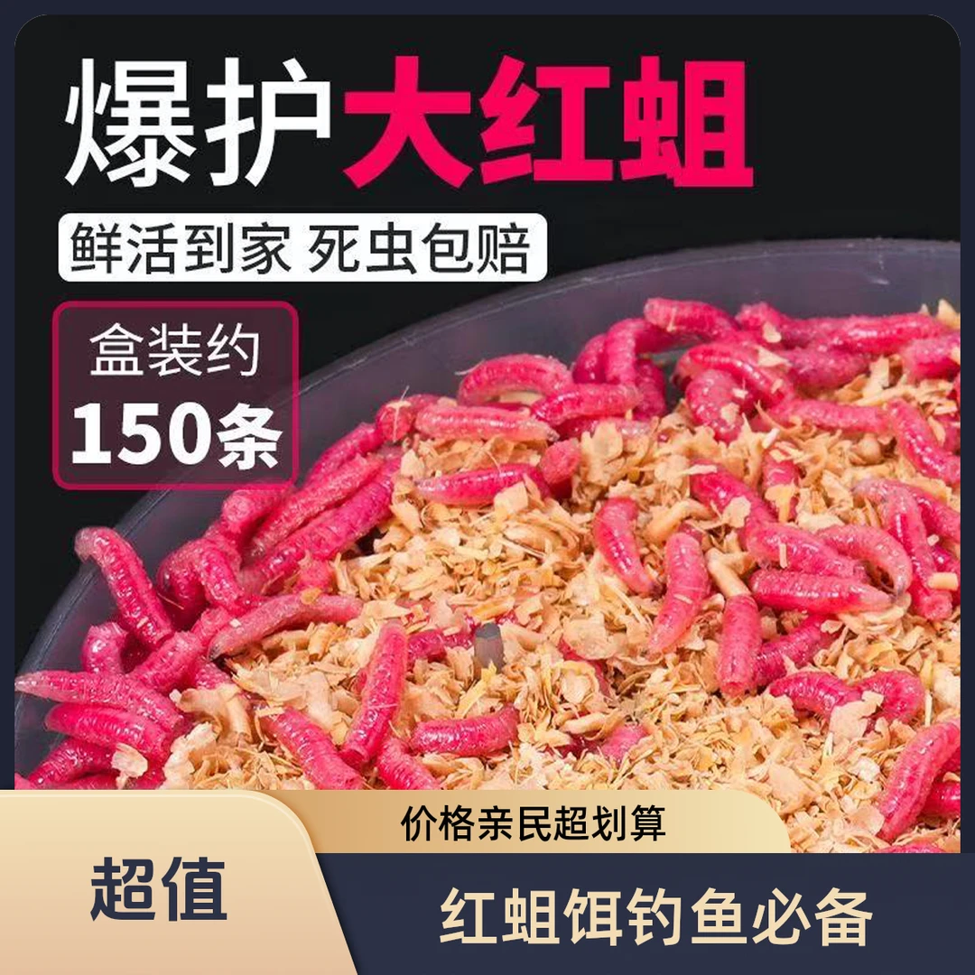 精品红蛆虫钓鱼饵料适合鲤鲫鱼马口石斑野钓垂钓溪流鲜活红虫钓饵