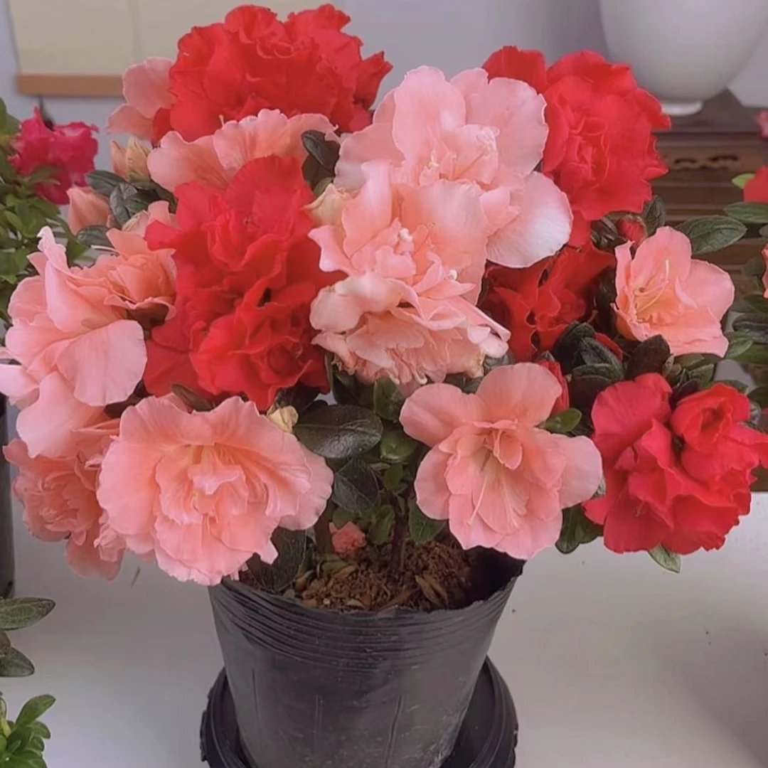 【2盆】杜鹃花盆栽地栽室内外带花好养易活四季开花高档绿植