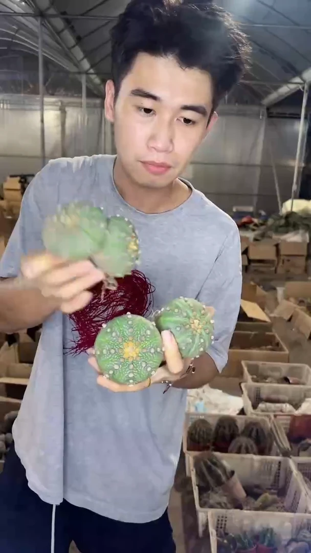 5颗 实生根 星兜 4-6cm