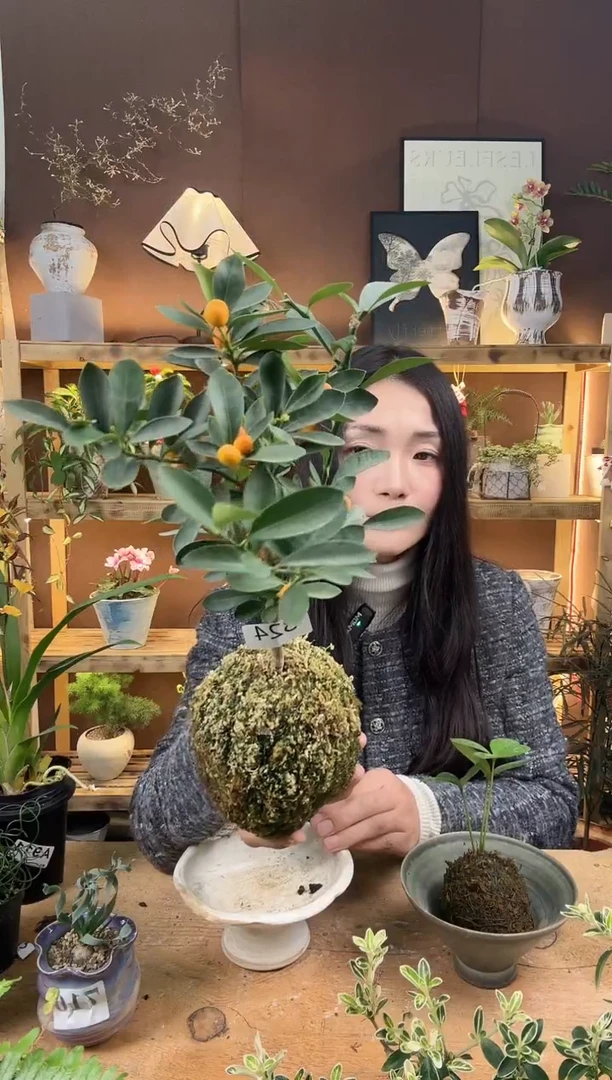 无花朵金豆苔藓球324