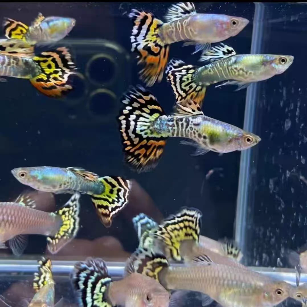 【花老虎】孔雀鱼能生小鱼热带鱼观赏鱼好养耐活