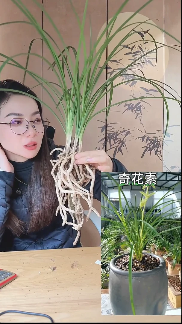 当前无花栽培后可以开花：奇花素