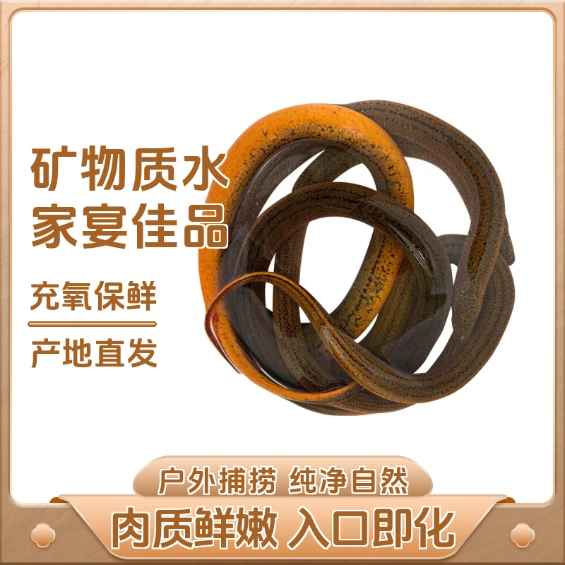竣富盘龙鳝鳝丝鲜活土鳝盘龙鳝包活到家稻田抓起来了盘龙鳝黄鳝苗