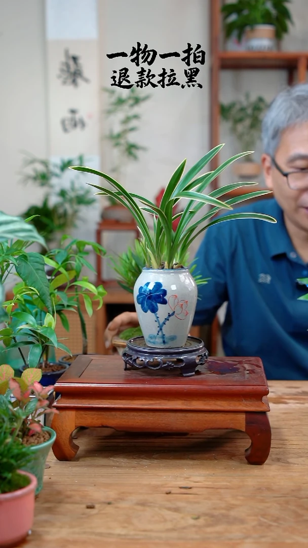 完全开放张*兰花851