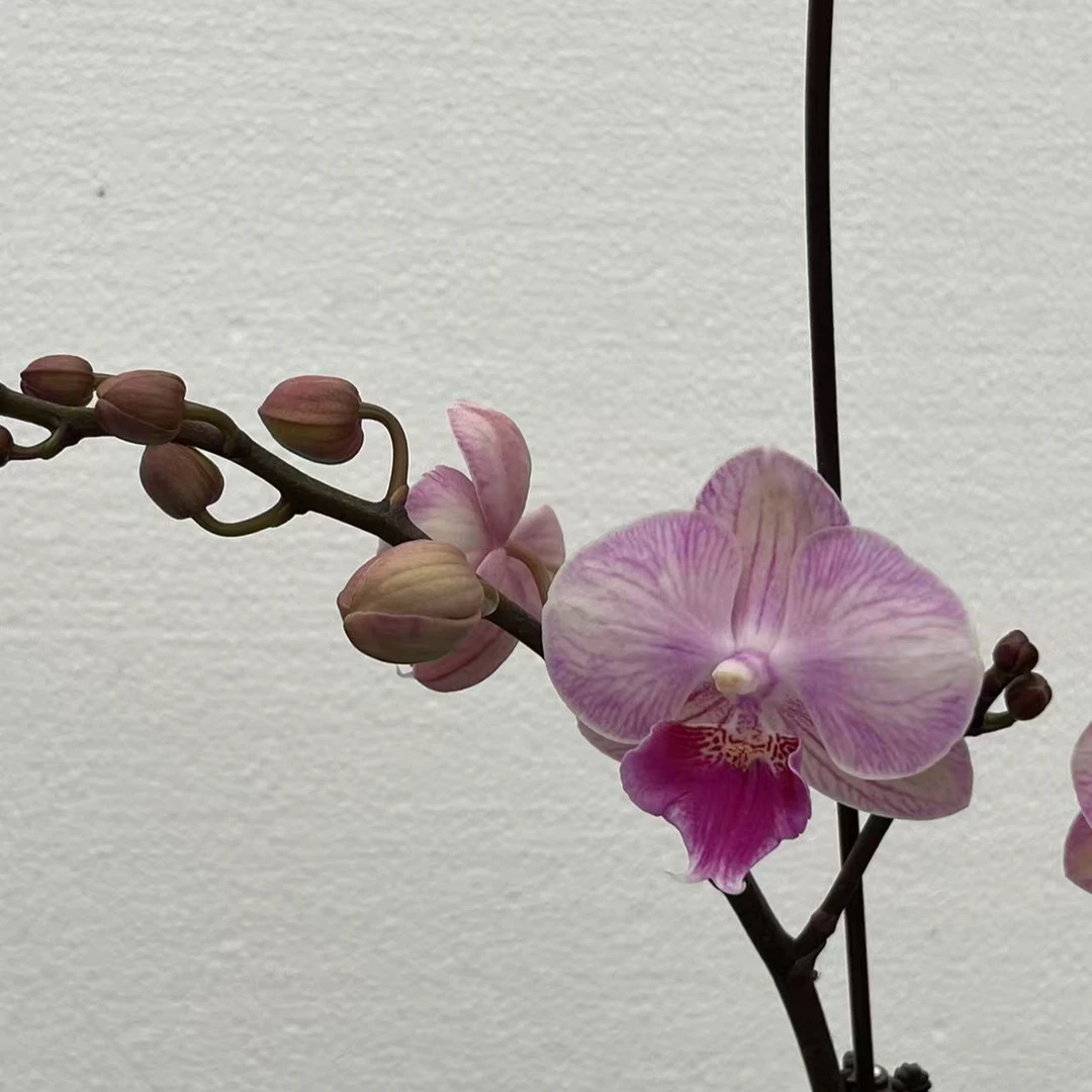 明星蝴蝶兰开花株