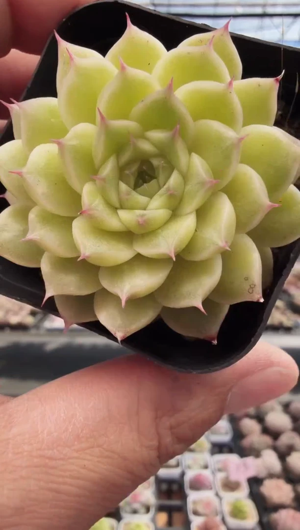 东云多肉园新款-211