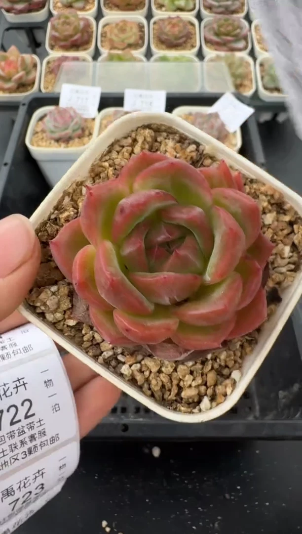 720J云禹多肉植物 带盆土纸巾打包 当天拍3颗包邮
