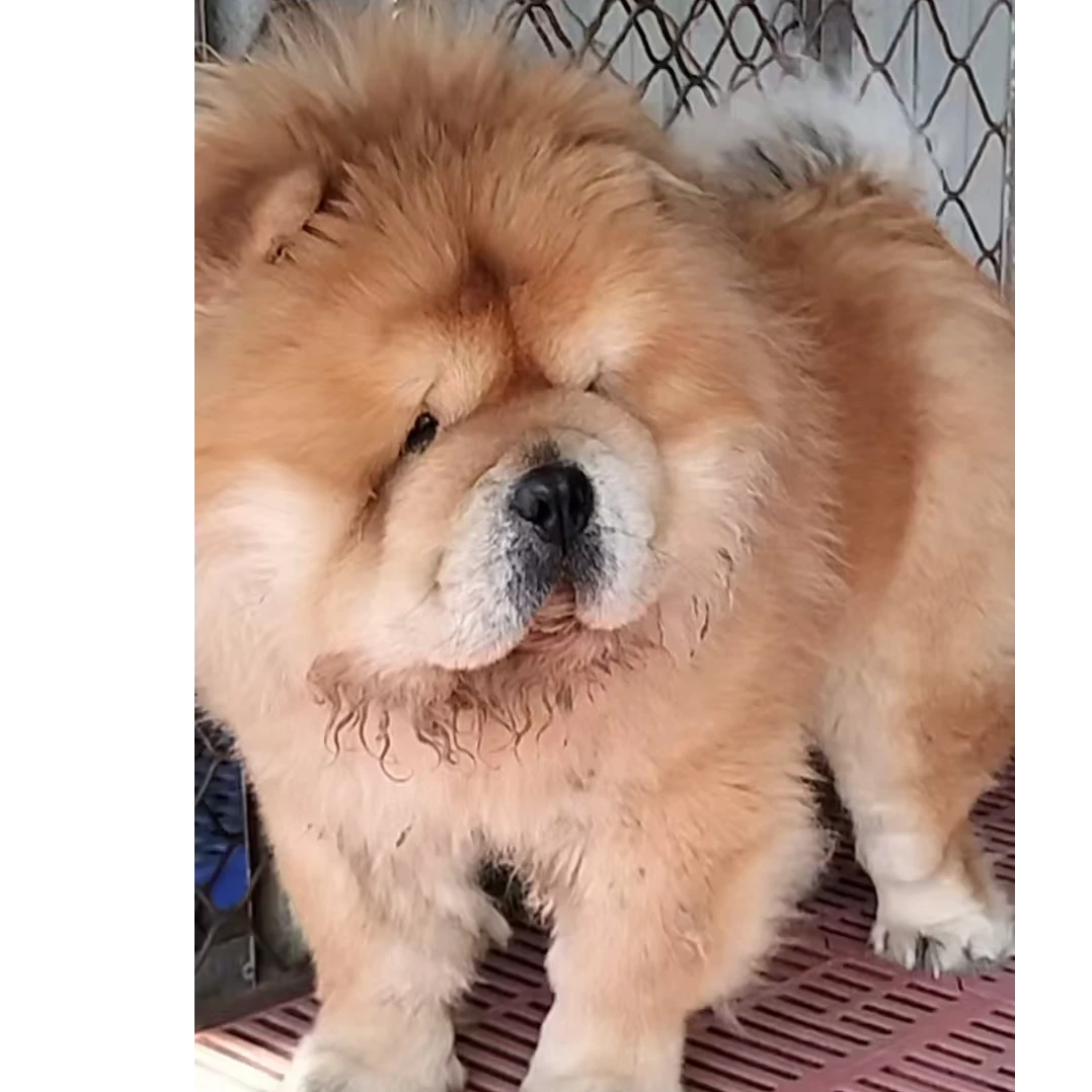 <飞嫂松狮>T狗狗活体