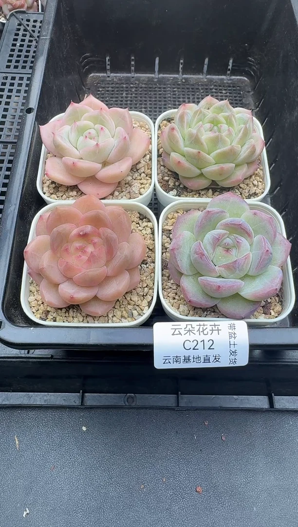 珍妮杂交多肉C212