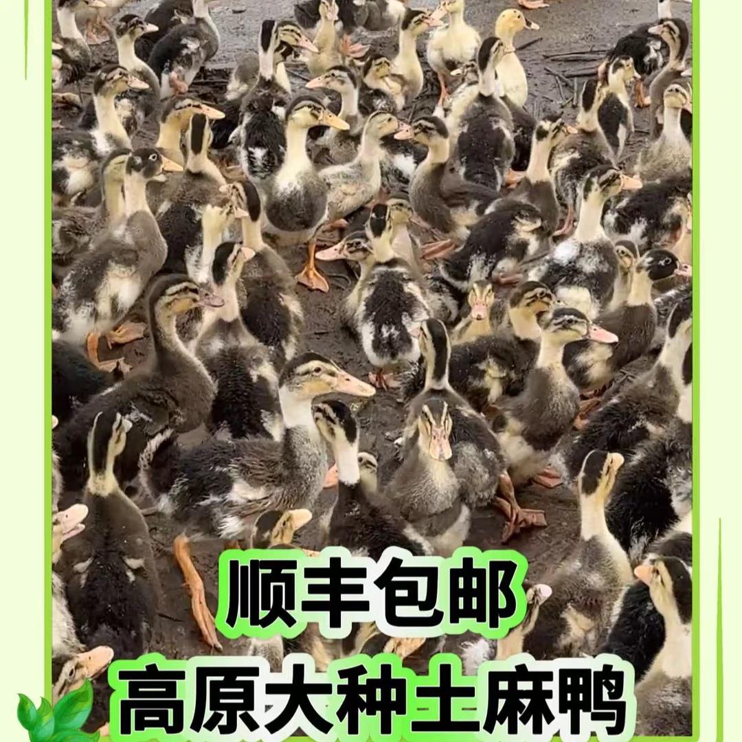 【云南表妹高原散养土鸭】一物一拍宠物鸭顺丰包邮