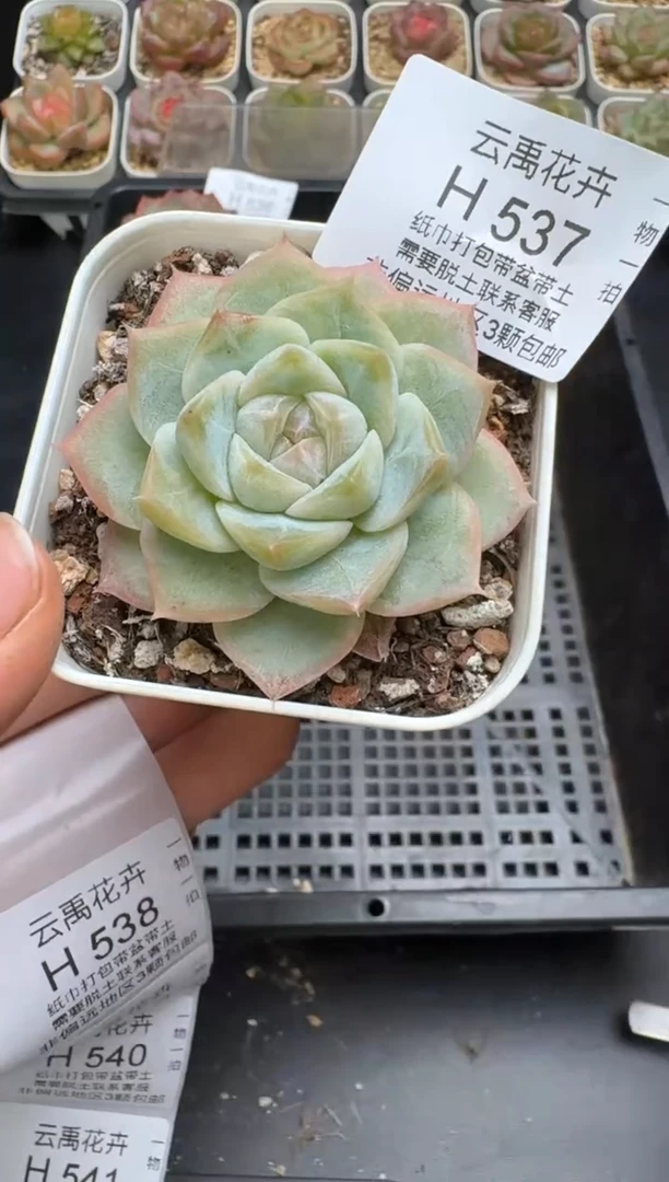 537H云禹多肉植物 带盆土纸巾打包 当天拍3颗包邮