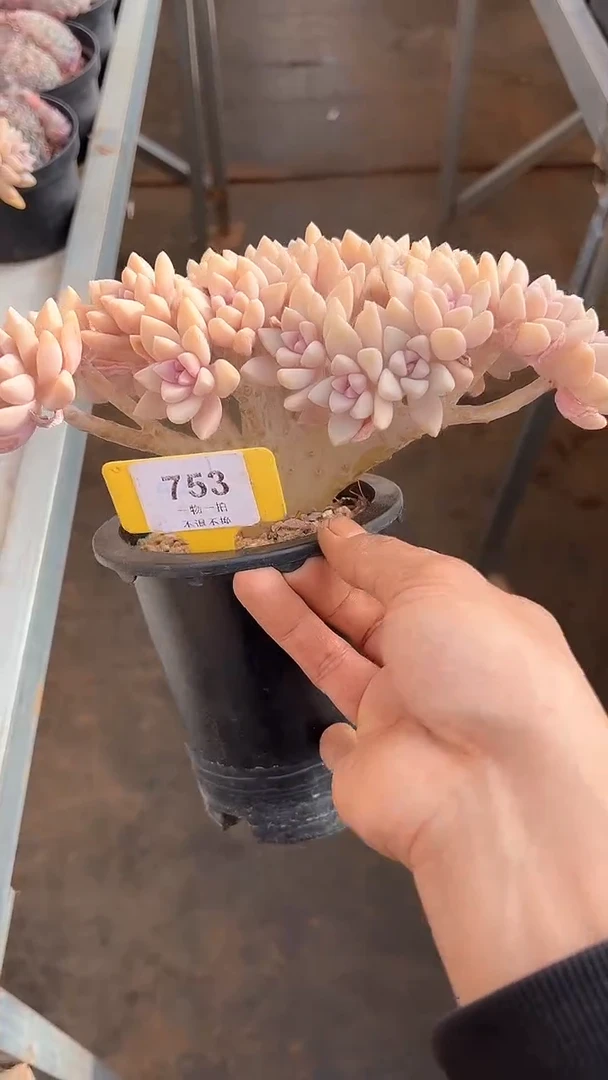 【闪购商品】753号淡雪缀