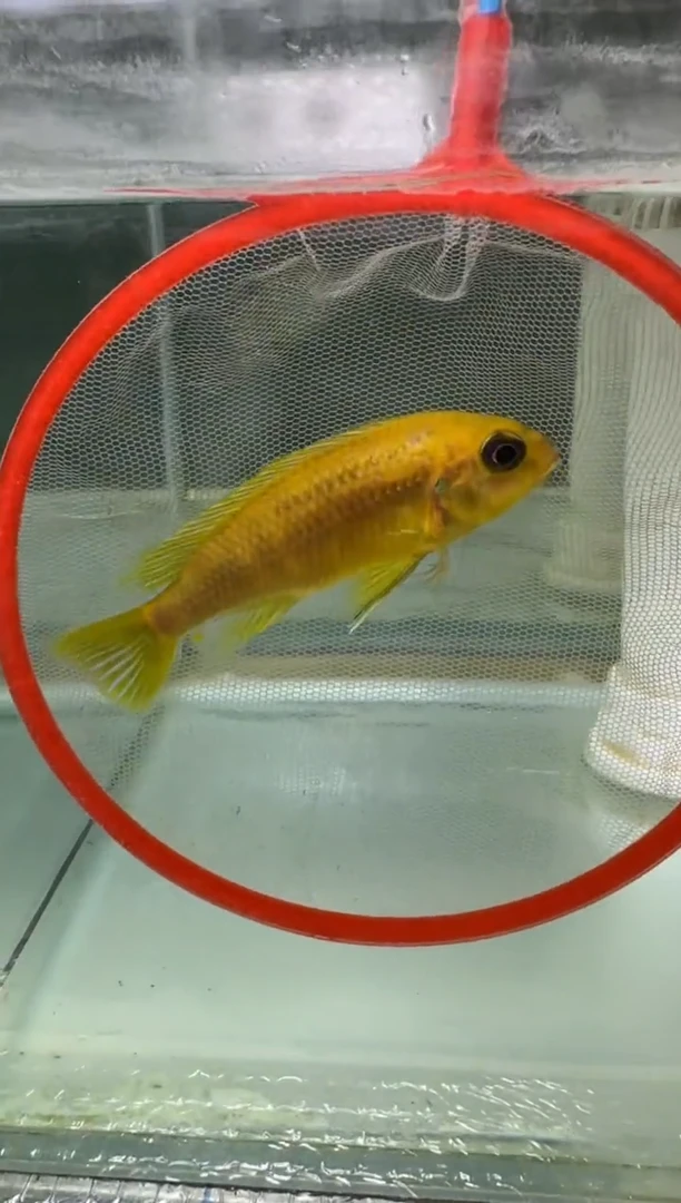 慈鲷何**少大眼金蝶