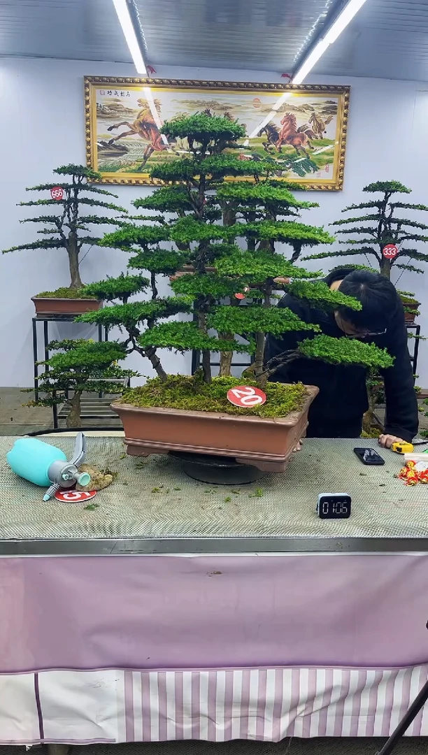 【闪购商品】八斗松/松类活物造型盆景，以直播间截图为啊啊啊啊