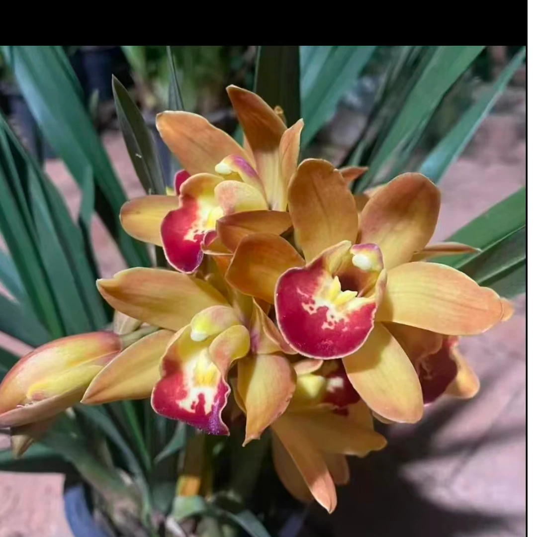 【香妃】室内桌面花卉盆栽兰花直播一物一拍兰花草蕙兰