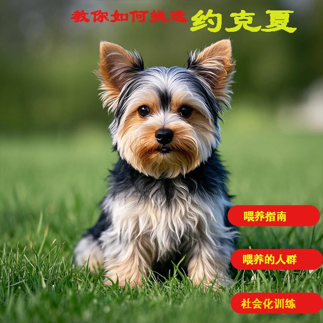 如烟老师教你去挑选约克夏（注意留意短信提示记得学习）