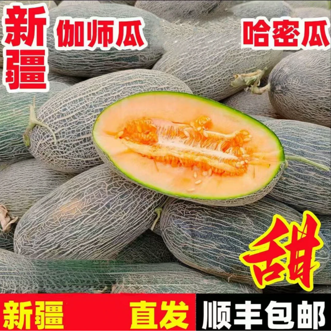 【顺丰京东包邮】正宗新鲜现摘哈密瓜之王伽师瓜到手净重5-6斤