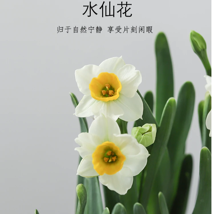漳州水仙花桌面盆栽春节前后开花好养懒人绿植年宵花