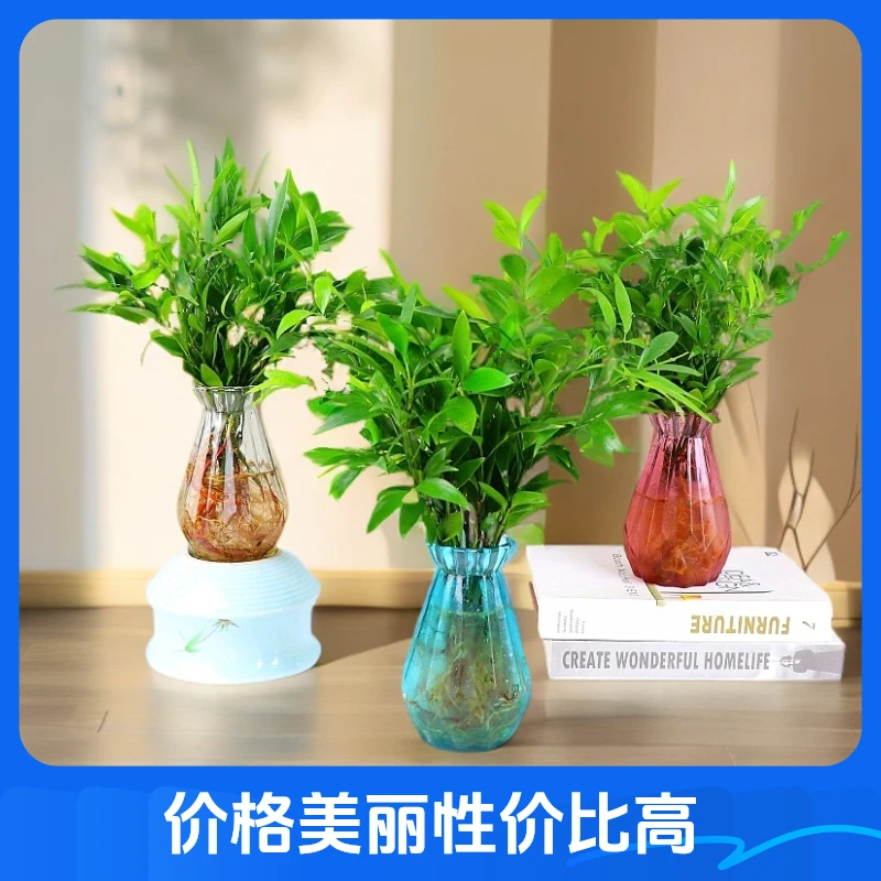 驱蚊竹柏富贵竹办公室内桌面绿植水养小盆栽水培花卉花卉四季常青