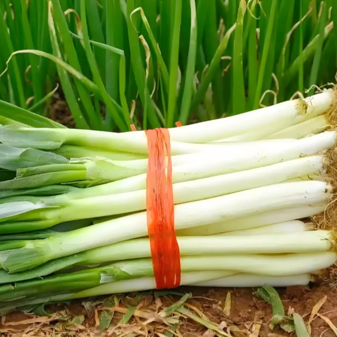 湖北松滋大葱露天种植