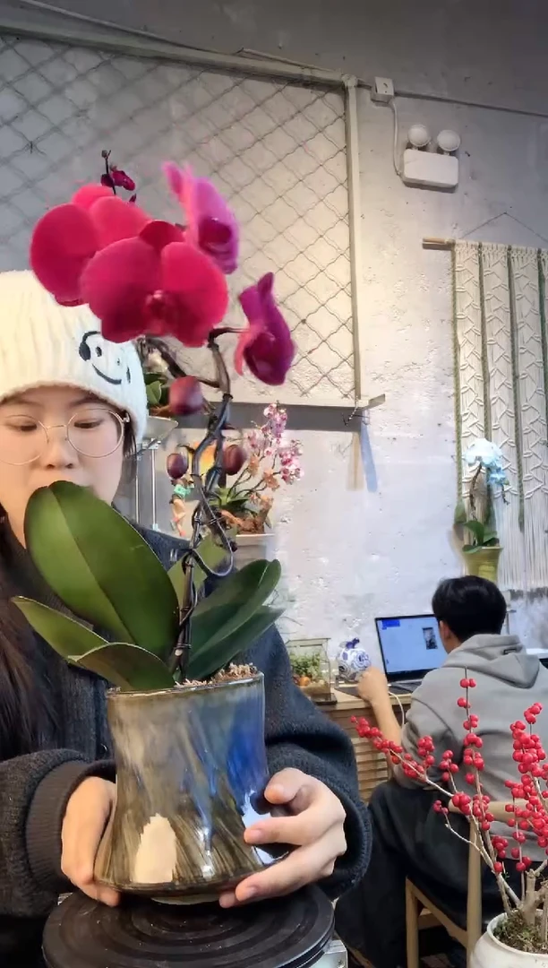 大部分花苞少量开放2352蝴蝶兰一物一拍