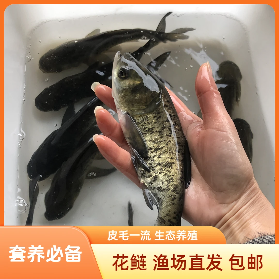 【活体】贵州花鲢鳙鱼雄鱼(2-30厘米)观赏鱼淡水鱼冷水鱼花鲢鱼