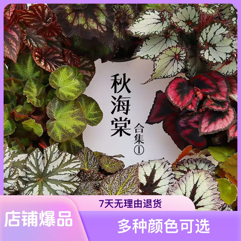 3棵包邮秋海棠室内绿植白锦客厅专用链接绿植室内