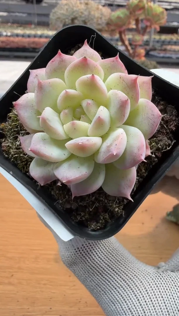 东云多肉园二店-290