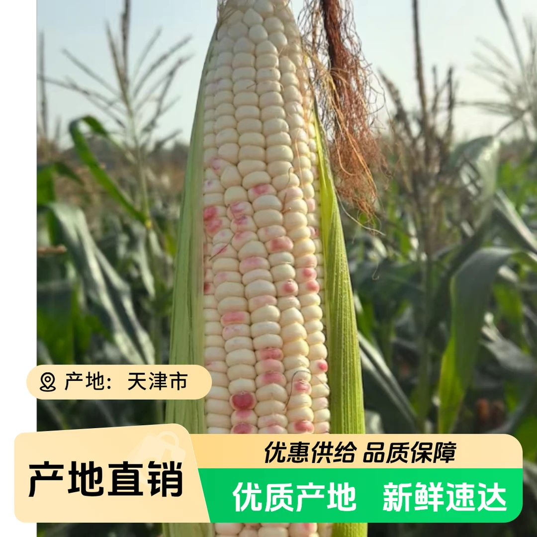 天津本地陆地新鲜甜口花黏玉米拍8个发10个装约8斤(京东快递)天津市