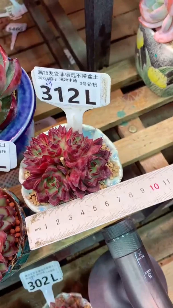312L（一物一拍，精品多肉，所见即所得 ）