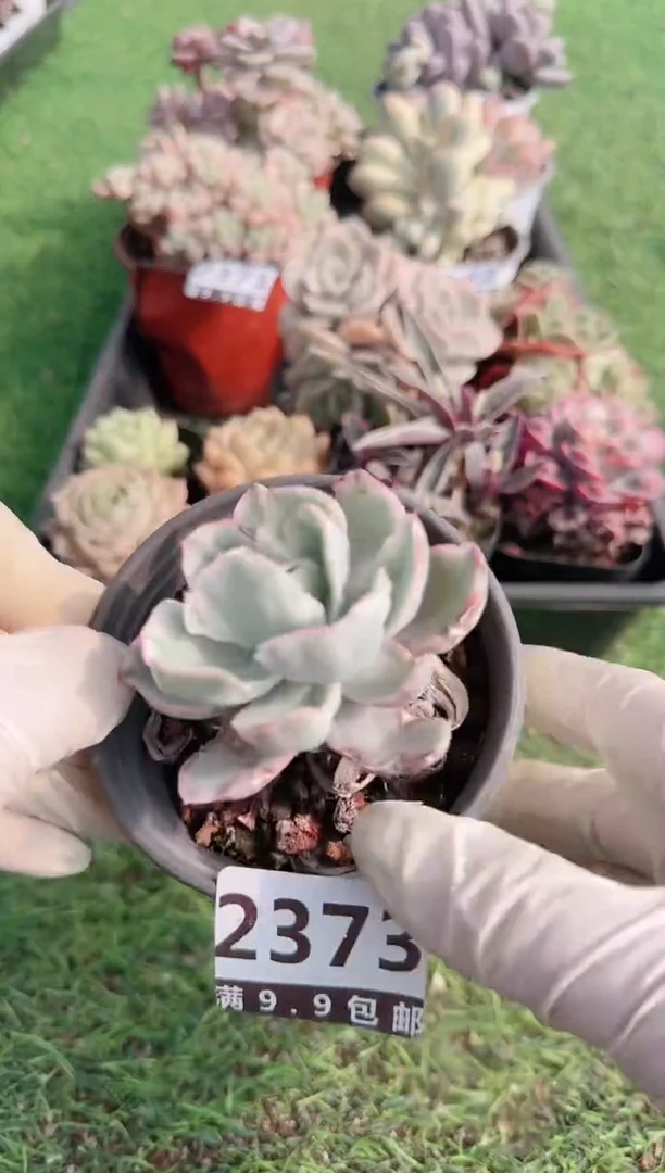 【闪购商品】信服多肉一物一拍