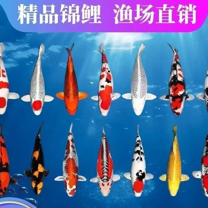 精品锦鲤观赏鱼冷水鱼耐活好养