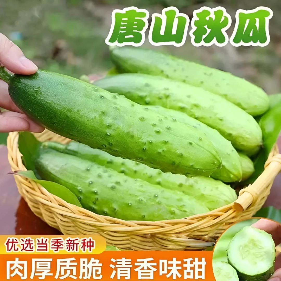 唐山秋瓜种子黄瓜种子老式黄瓜籽旱黄瓜耐热良种爬藤蔬菜种籽