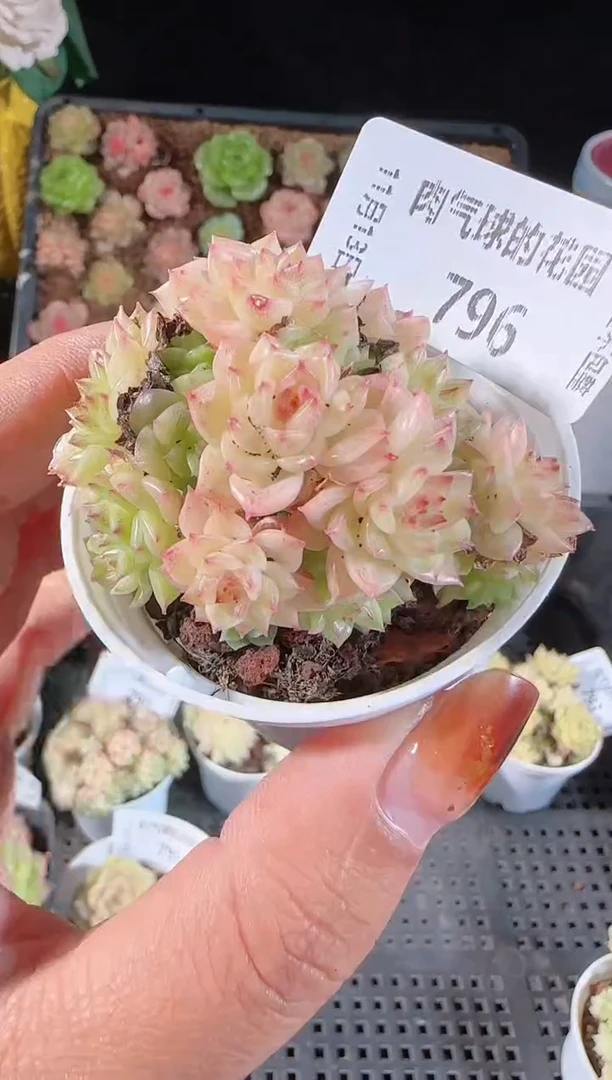 1113-796群生不包整