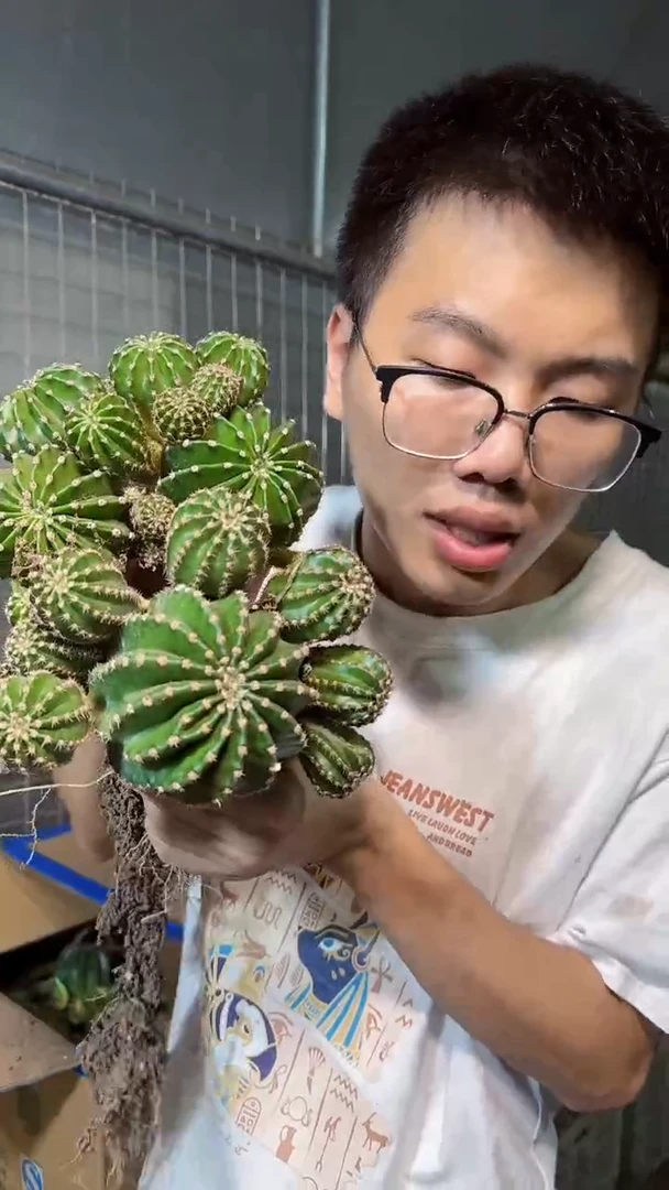 2颗 大黑金刚【带根】