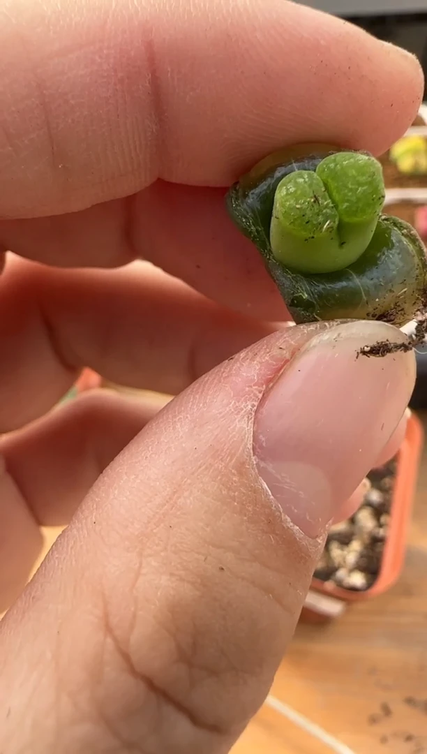 【闪购商品】20-206